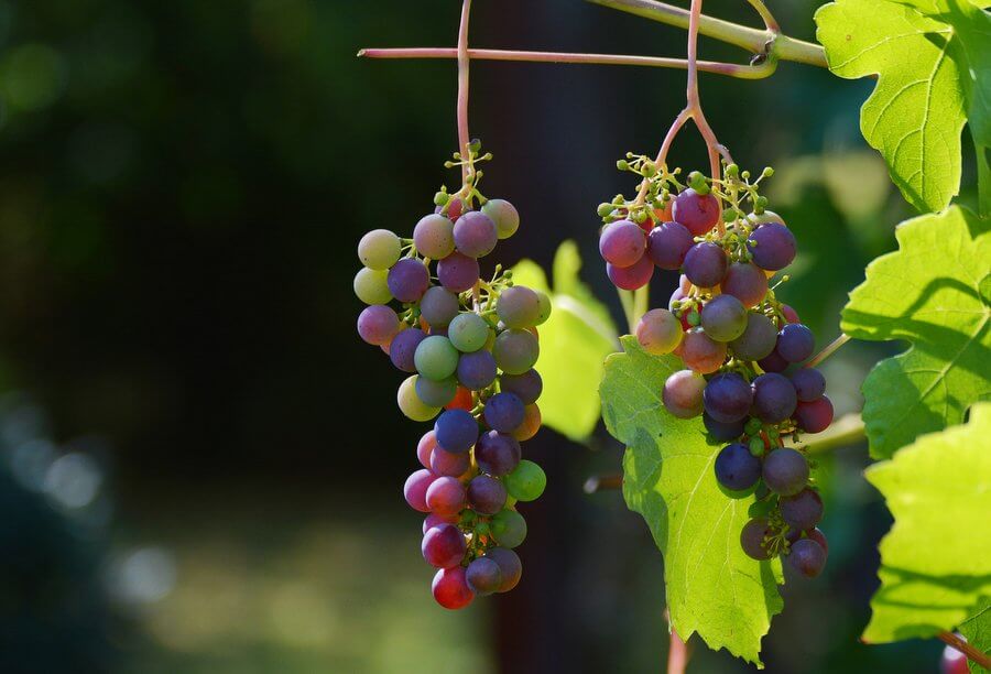 winogrona i rodzynki