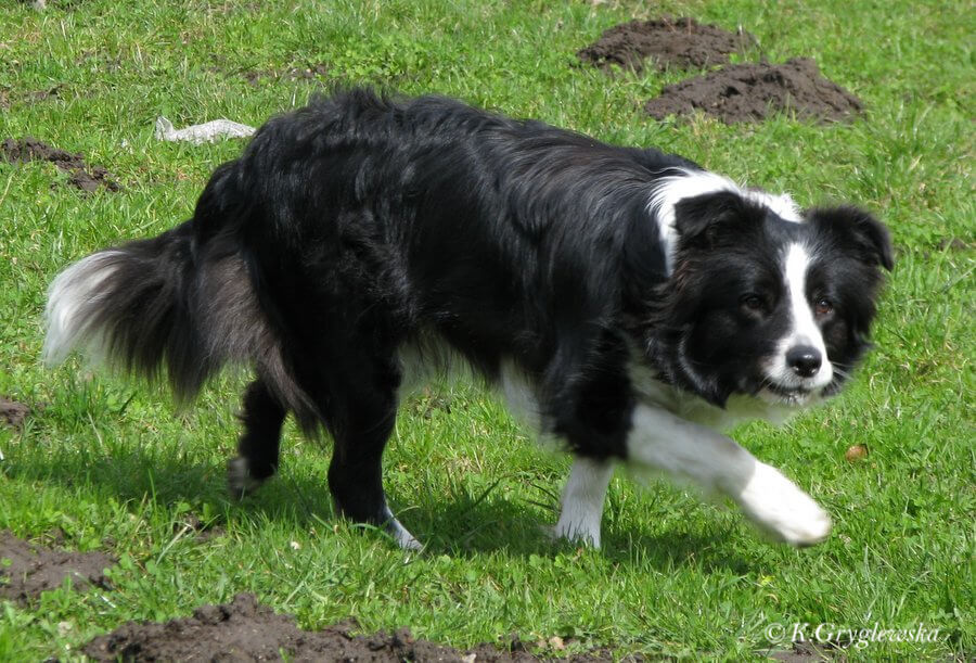 border collie