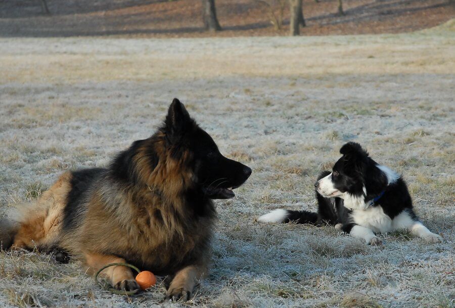 border collie i owczarek niemiecki