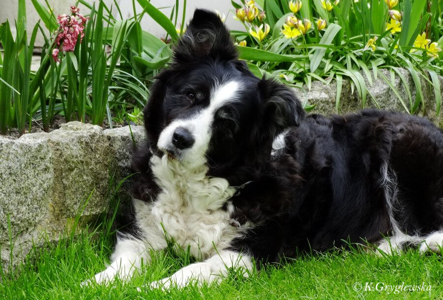 border collie