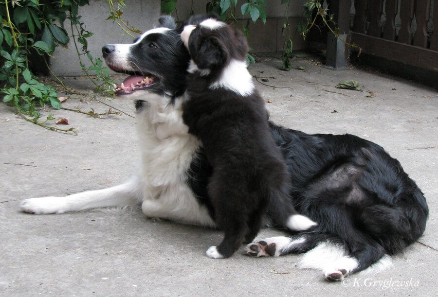 border collie