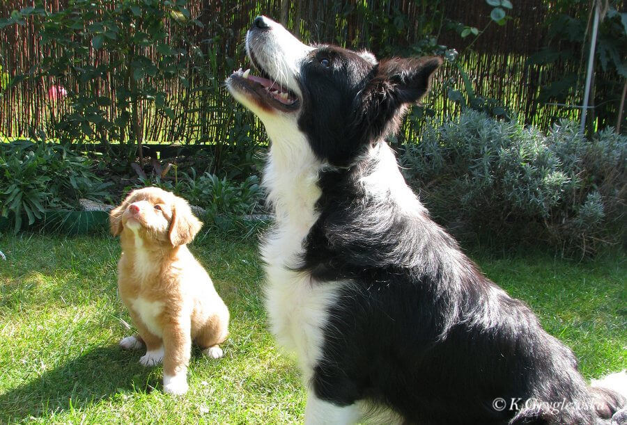 Nova Scotia Duck Tolling Retriever i border collie