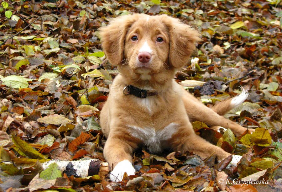 Nova Scotia Duck Tolling Retriever