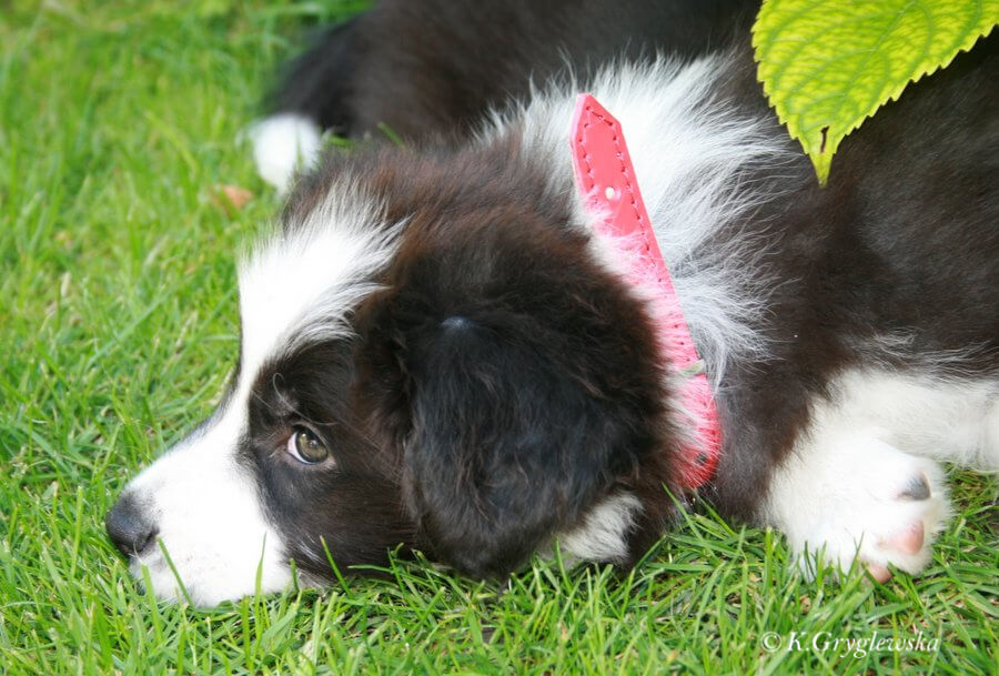 border collie