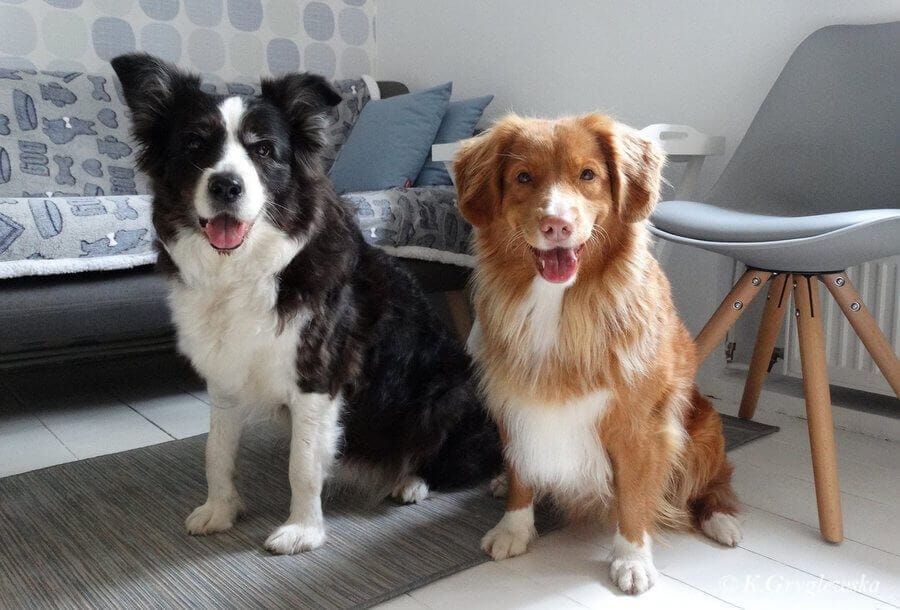 psy potrafią naśladować