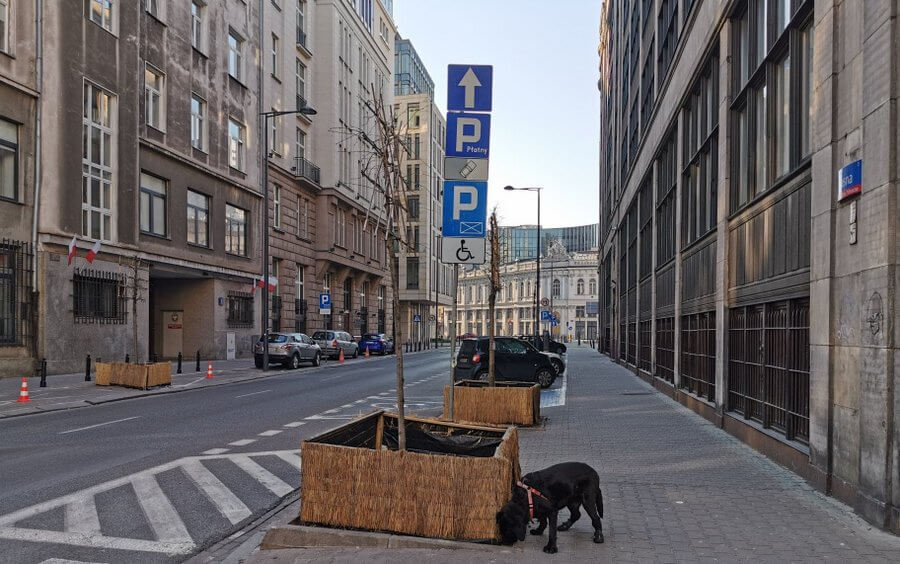 pies w miescie w czasie epidemii koronawirusa